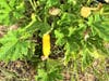A lone yellow squash awaits picking.