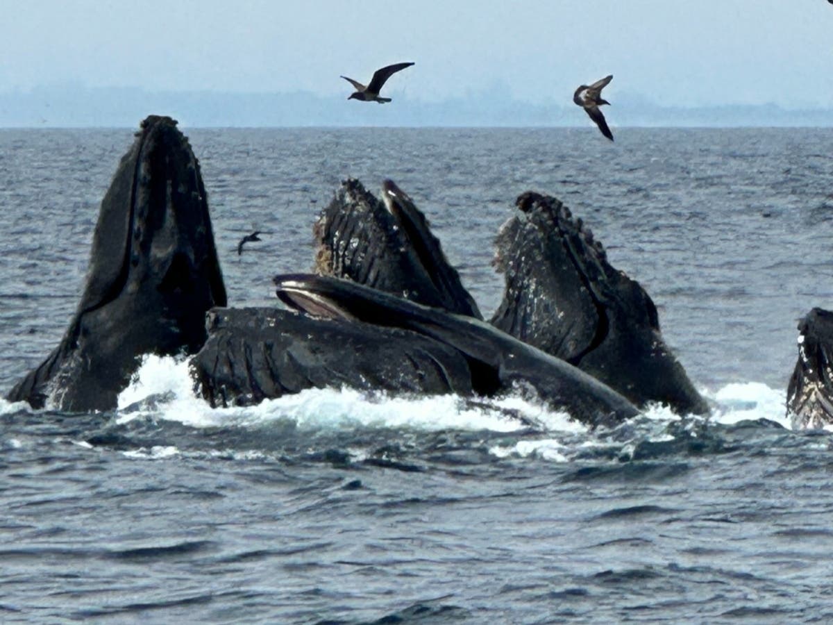 Whales feeding in Monterey Bay.