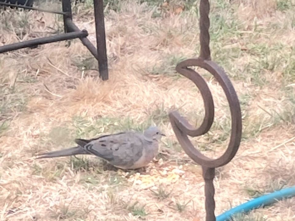 A mourning dove eats seeds in a San Leandro backyard.
