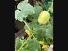 Lemon cucumbers on Labor Day in San Leandro.