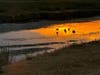 Geese rest in water emblazoned by the sunset.