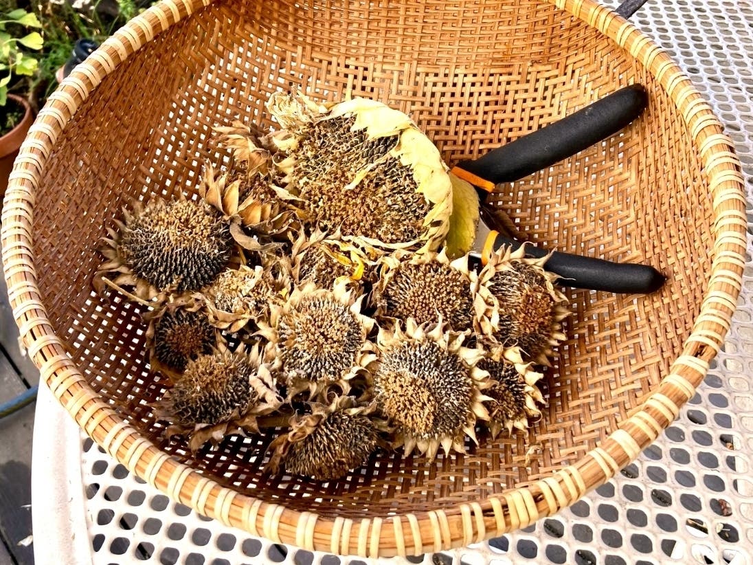 Sunflower heads harvested for their seeds.