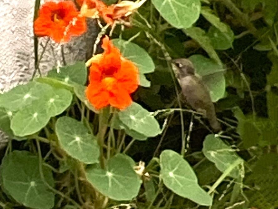 Look carefully for the green hummingbird in front of the green leaves.
