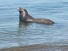 Sea lion at Crown Beach in Alameda, Calif.