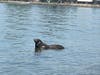 Sea lion at Crown Beach in Alameda, Calif.