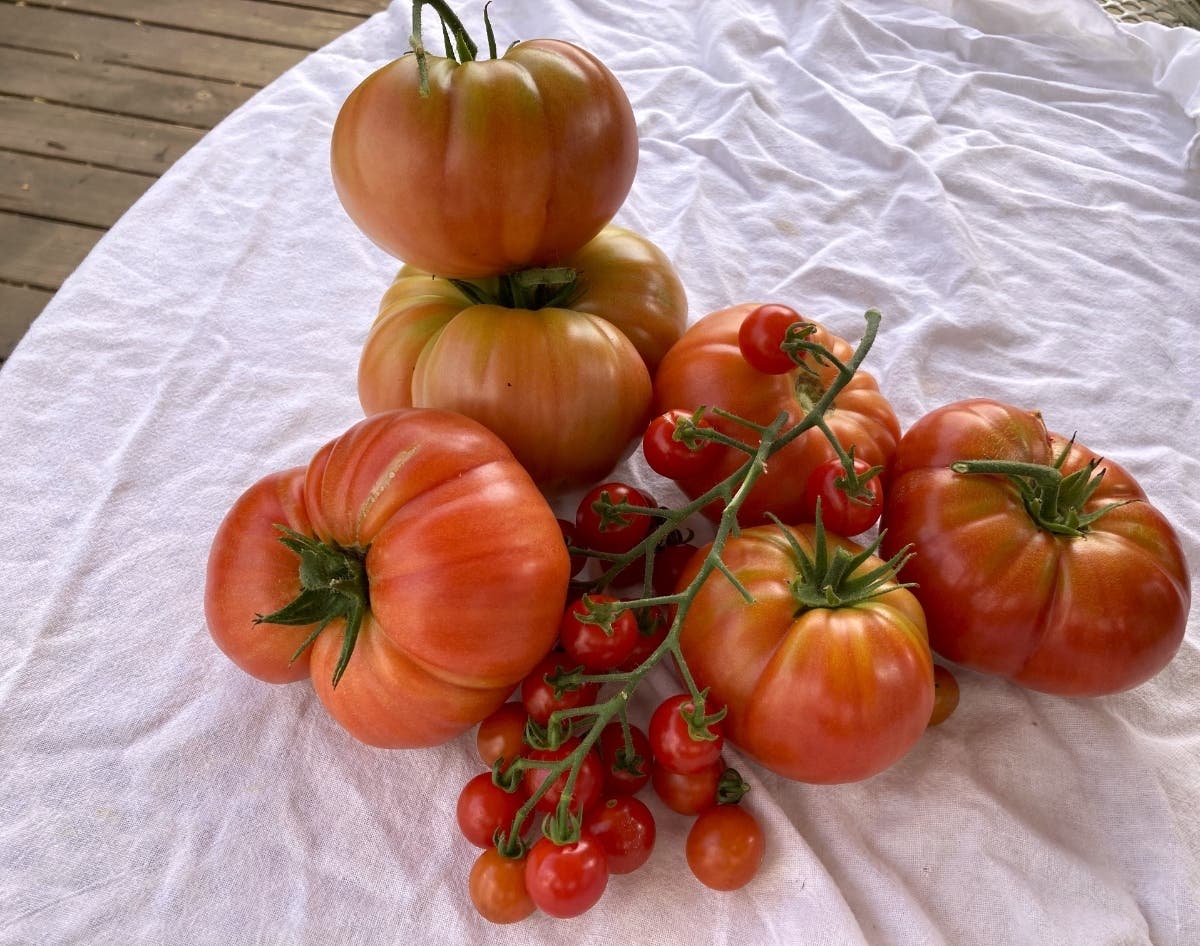 Plants set out on March 30 finally yielded their first tomatoes on Sept. 21.