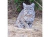 A bobcat warily watches hikers from the distance in Fremont, Calif.