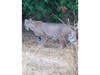 A bobcat moves away from hikers in Fremont, Calif.