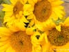 Sunflower growing at Andreotti Farm in Half Moon Bay, Calif.