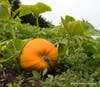 Pumpkin growing at Andreotti Farm in Half Moon Bay, Calif.
