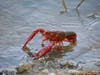 This crayfish was photographed at Quarry Lakes Regional Recreation Area in Fremont last Thursday.