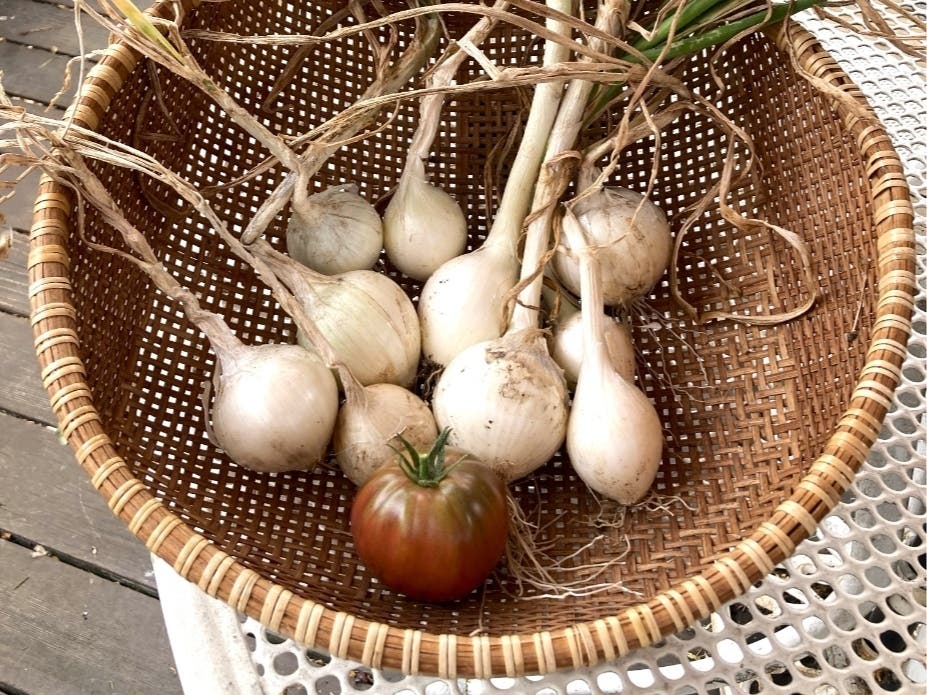 Your backyard garden can make a serious dent in your grocery bill.