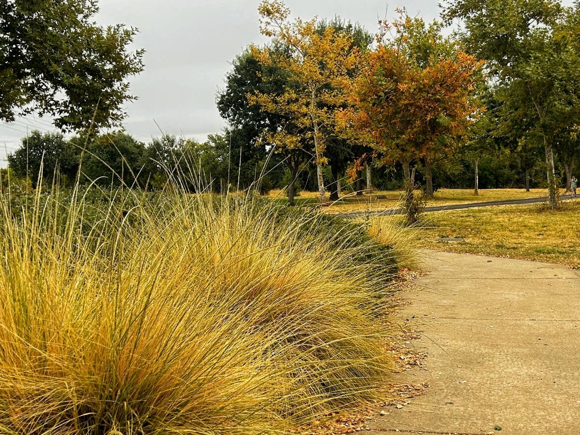 Leaves turning in Orchard Park, in Sacramento, Calif.