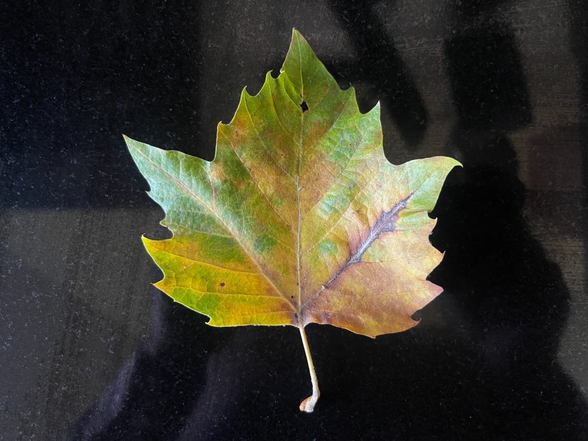 A leaf changes color in Alameda, Calif.
