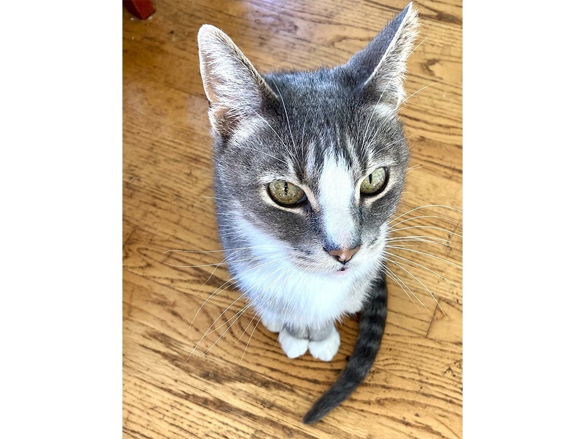 Buddy waiting patiently for a treat in San Leandro, Calif.