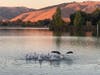 Pelicans swim in Fremont's Lake Elizabeth during the golden hour.