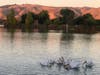 Pelicans swim in Fremont's Lake Elizabeth during the golden hour.