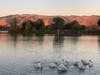 Pelicans swim in Fremont's Lake Elizabeth during the golden hour.
