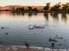 Pelicans swim in Fremont's Lake Elizabeth during the golden hour.