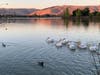 Pelicans swim in Fremont's Lake Elizabeth during the golden hour.