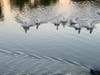 Pelicans swim in Fremont's Lake Elizabeth during the golden hour.