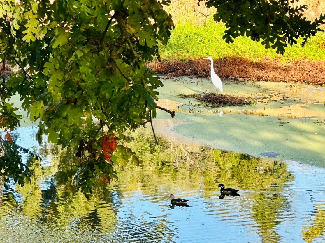 A pair of wood ducks swim through calm waters as an egret rests nearby in Sacramento, Calif.