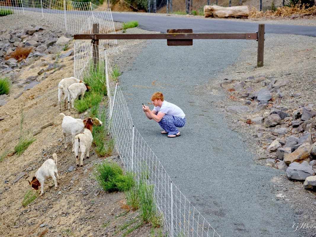 A herd of working goats clears land in Fremont, Calif.