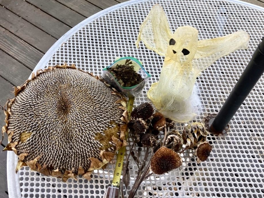A 12-inch sunflower harvested over the weekend.