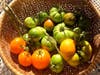 Mostly green tomatoes harvested on Oct. 30, 2023 in San Leandro, Calif. The tomatoes will be brought inside to slowly ripen as nights turn cold.