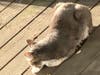 Buddy suns himself on the sunny deck.