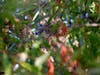 A great horned owl sleeping in a tree at Quarry Lakes Regional Recreation Area in Fremont, Calif.