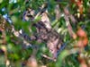 The great horned owl spots the photographer staring at him.