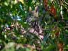 A full view of the great horned owl in Fremont, Calif. 