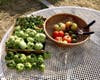 Freshly harvested green and ripe tomatoes in San Leandro, Calif.