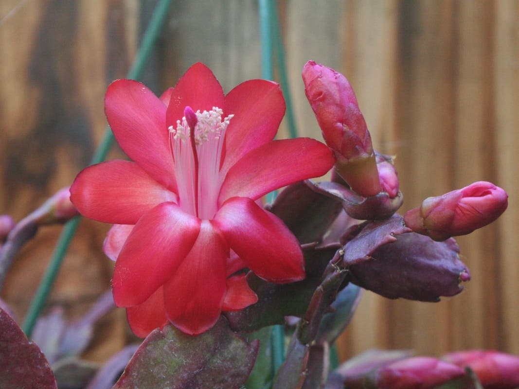 Christmas cactus blooming in Fremont, Calif.