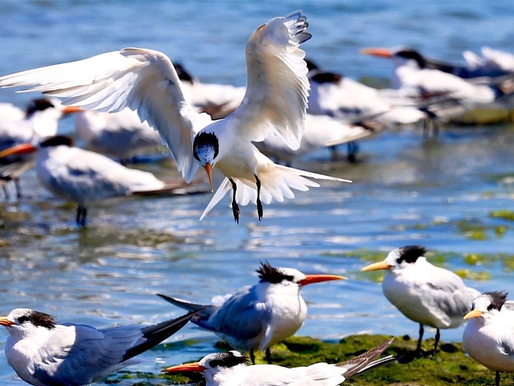 An elegant tern lands along the Bay Trail in San Mateo.