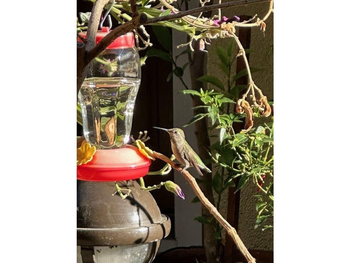 Hummingbird on a feeder in Fremont, Calif. 