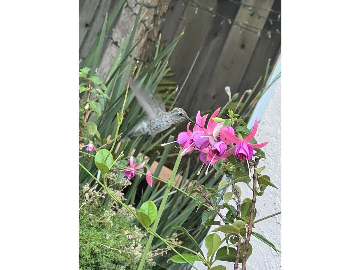 A hummingbird hovers next to a pink flower in Fremont, Calif.