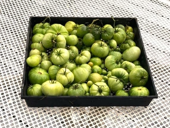 Tomatoes grown and harvested by Miyo Burnett in San Leandro, Calif.