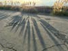 Long shadows from Pampas grass in Alameda, Calif.