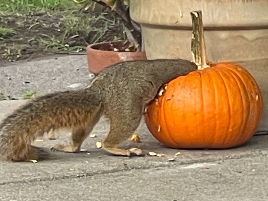 This squirrel devours a pumpkin in Alameda, Calif.