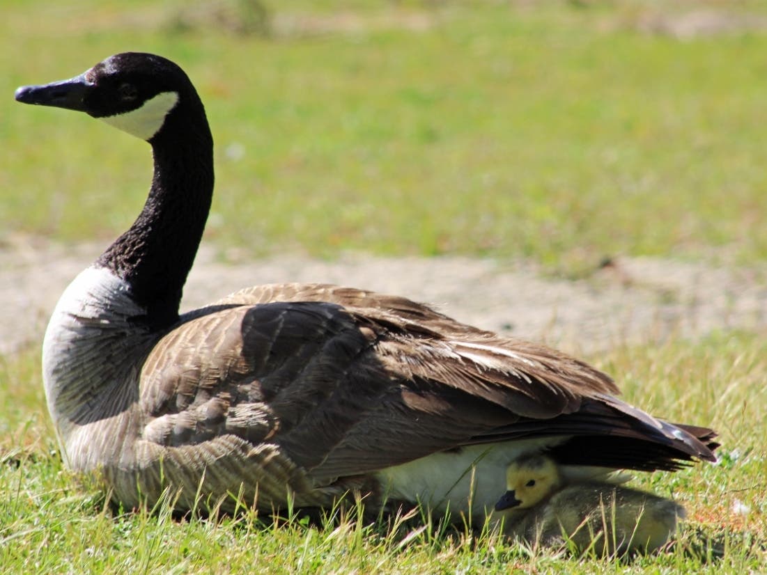 Goose and gosling in Alameda, Calif. on April 25, 2023.
