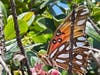 Winged beauty in a Fremont, Calif. backyard.