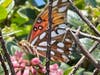 Winged beauty in a Fremont, Calif. backyard.