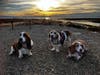Basset hounds at the San Leandro Trail.