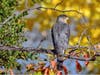 Sharp-shinned hawk​ at Quarry Lakes Regional Recreation Area in Fremont, Calif.