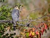 Sharp-shinned hawk​ at Quarry Lakes Regional Recreation Area in Fremont, Calif.