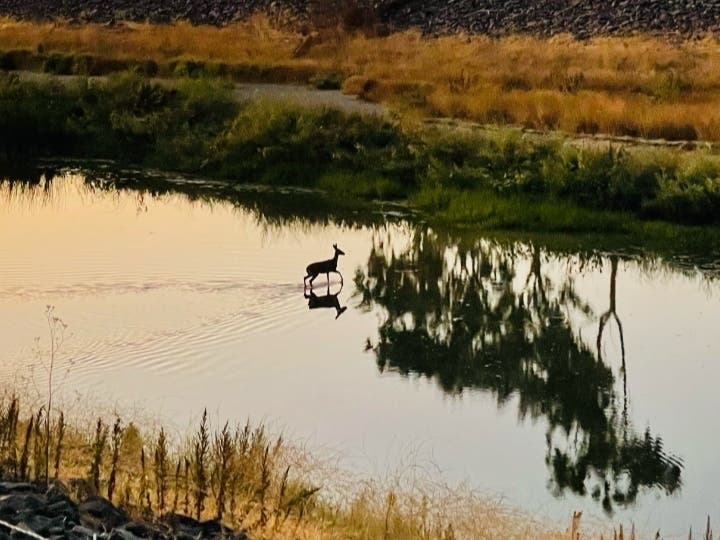 A deer crosses Alameda Creek in Fremont, Calif.