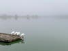 Water fowl on the dock at Lake Elizabeth in Fremont, Calif.