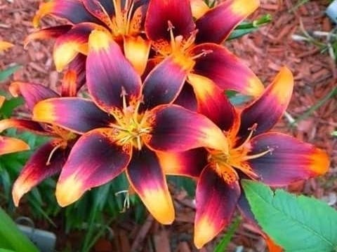 Flowers bloom in December in Fremont, Calif.